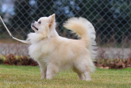 4 Years in NZ - A love letter to GR CH, GR JNR CH, CACIB, NZ CH Mystic Legion Narcissus