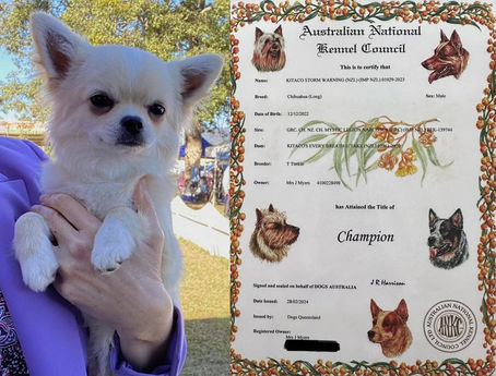 Meet our First Aussie Champion, AUS CH Kitaco Storm Warning (Imp NZ)