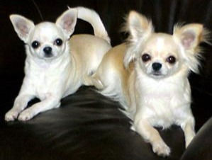 Long to Smooth Coat Matings finally allowed in NZ