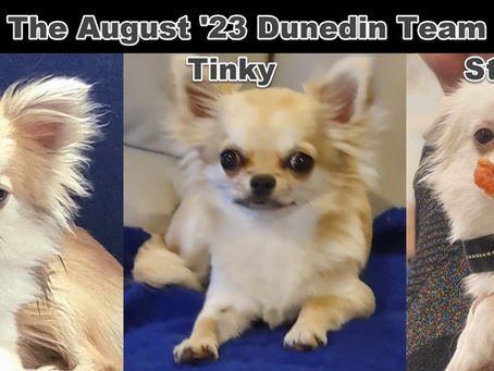 Ducks, Divas and Debra Rapping - Dunedin has it all!