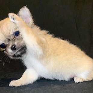 5 Mistakes Chihuahua Owners Make With Their New Puppies