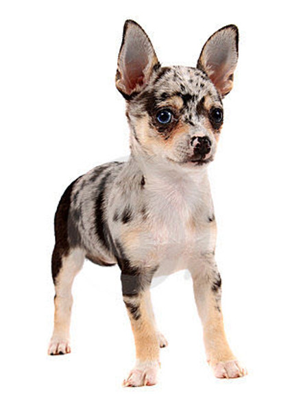 Merle coat chihuahua clearance