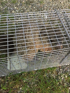 Woodchuck or Groundhog