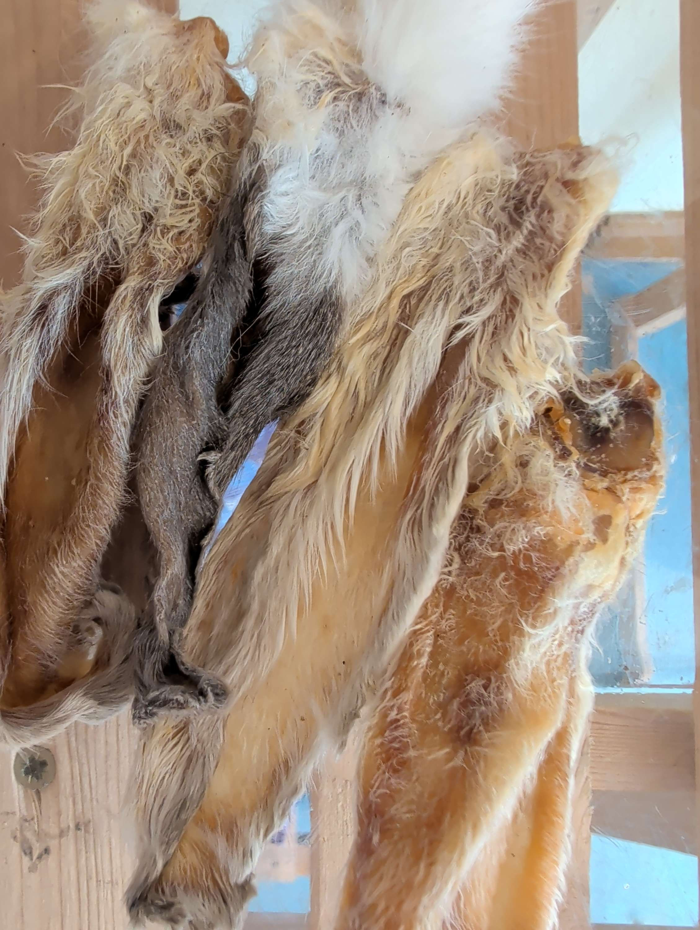 Hairy Rabbit ears