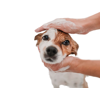 Having a Bath _edited.png