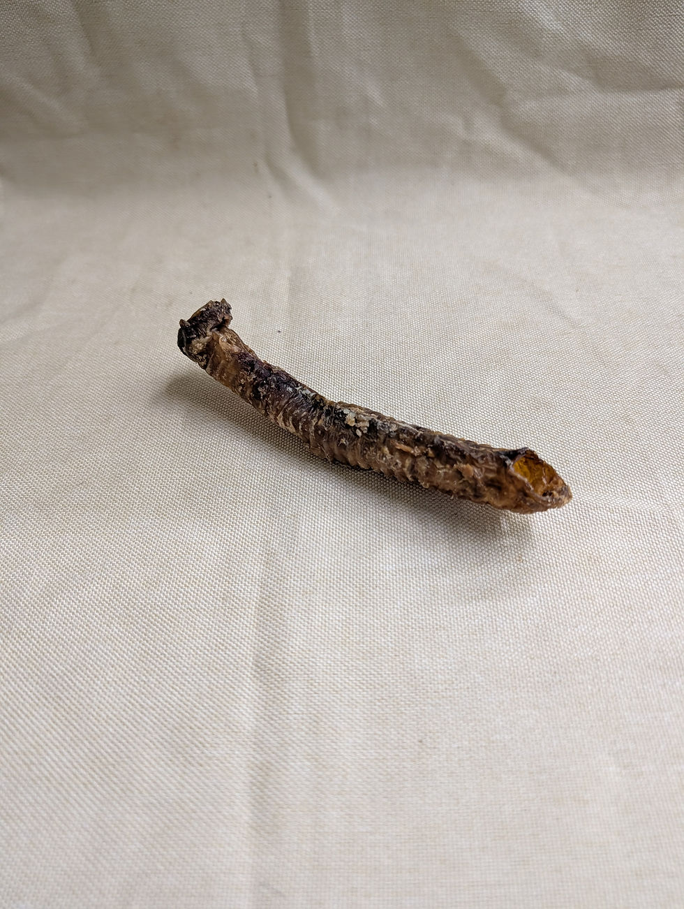 Thumbnail: Lamb Trachea