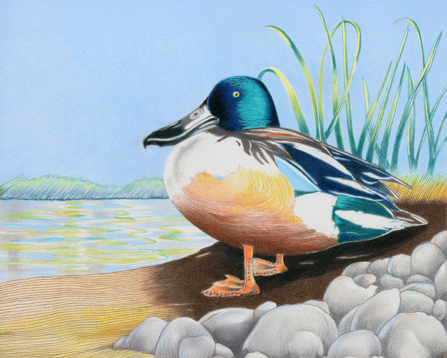 Northern Shoveler