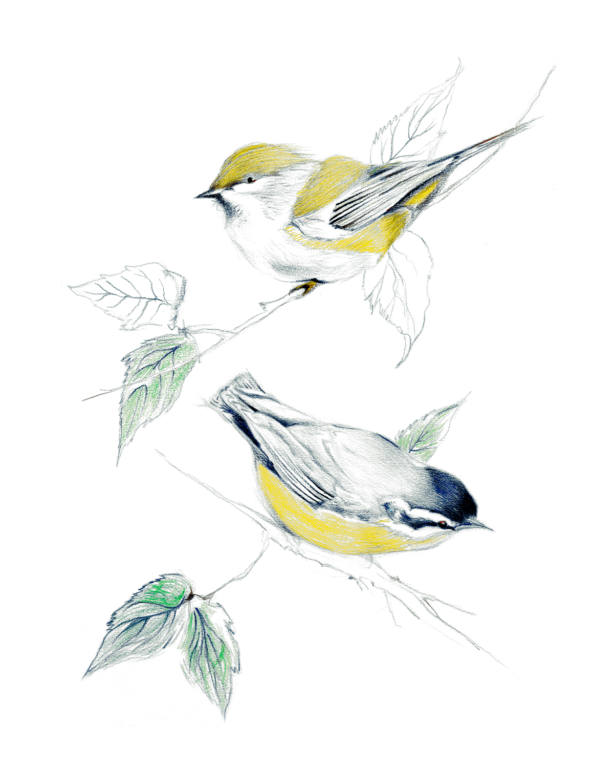Acadian Chickadee