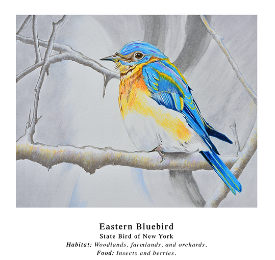 Eastern_Bluebird_homepage.png
