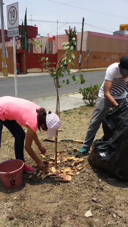 Reforestación fase 2
