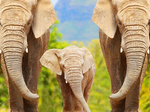 The Conservation Conundrum