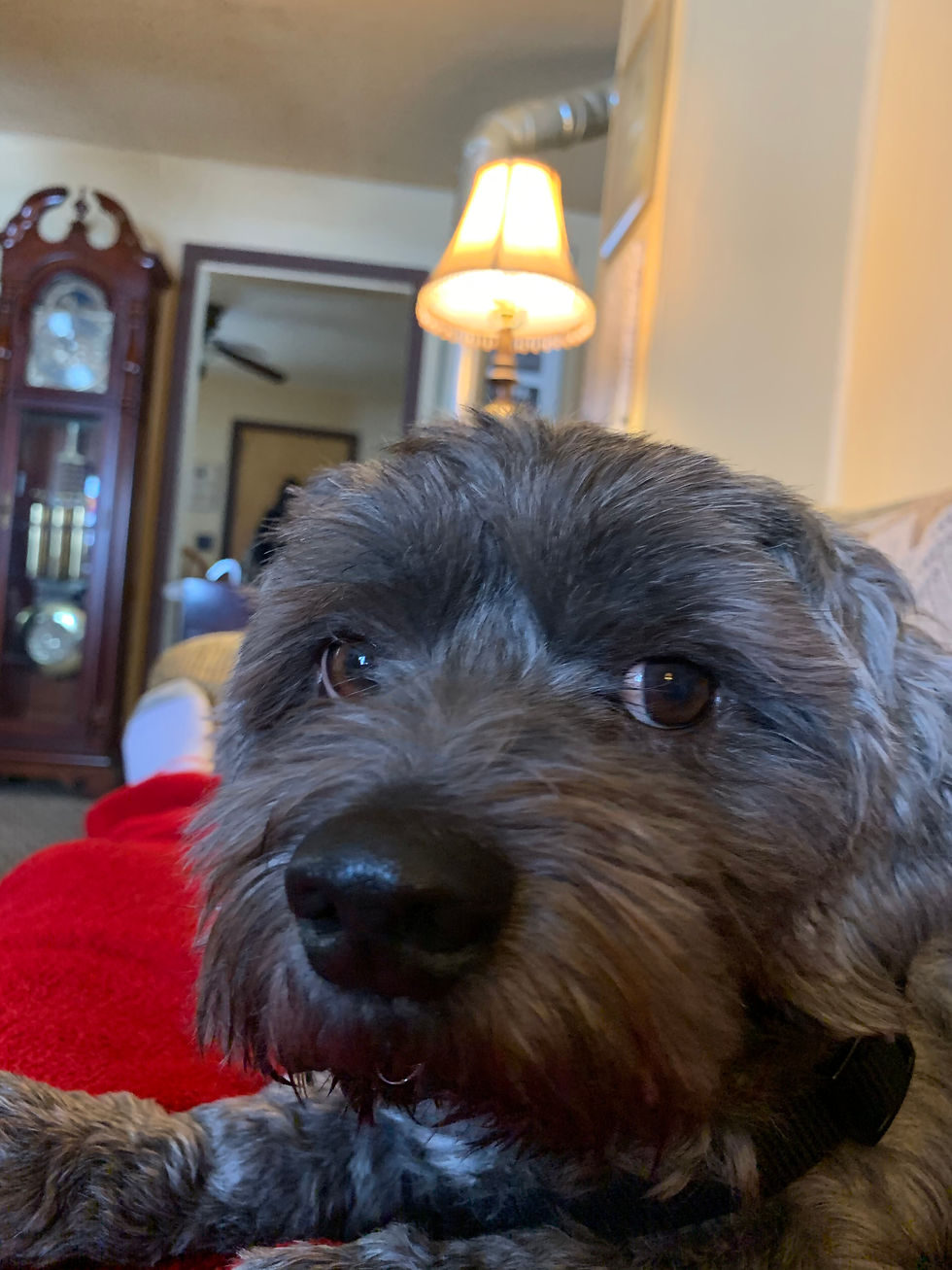 How To Prepare For Your Pets In Case Of A Coronavirus Emergency