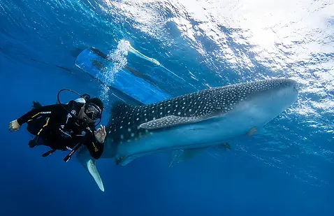 package snorkel