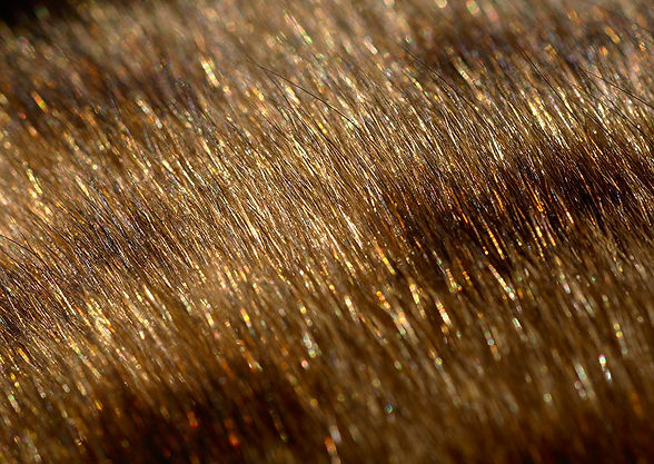 bengal-cat-coat-glitter.jpg