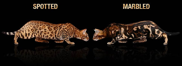 spotted-vs-marbled-bengal-cat-coat.jpg