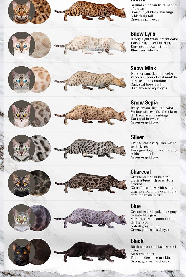 bengal-cat-colors-patterns-coat-infographic.jpg