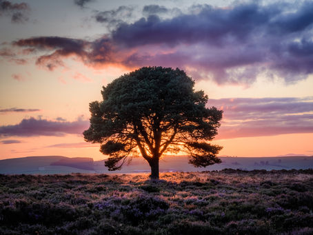 a tree with the sun rising on the horizon behind it