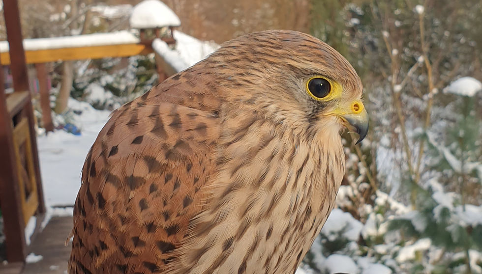 Exploring the UNESCO Intangible Cultural Heritage of Falconry: A Timeless Tradition Passed Down Through Generations