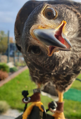 LeBron the Harris Hawk (parabuteo unicinctus)