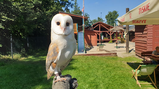Glide the Barn Owl at Rogate Ranczo 2023