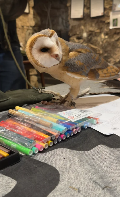 Payton the European Barn Owl at the Owls Cave Experience Centre, Stolarska 11, Krakow, Poland a new popular tourist attraction in the centre of krakows old town, children and families and couples find it very interesting