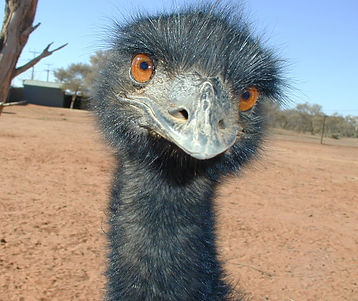 Fred & Wilma the Emus