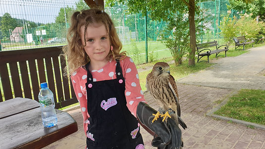 Stockton the Kestrel held by child