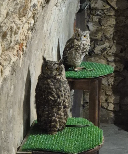 African Spotted Eagle Owls at the Owls Cave Experience Centre, Stolarska 11, Krakow