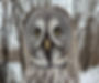 Shakira the Great Grey Owl_edited_edited.jpg