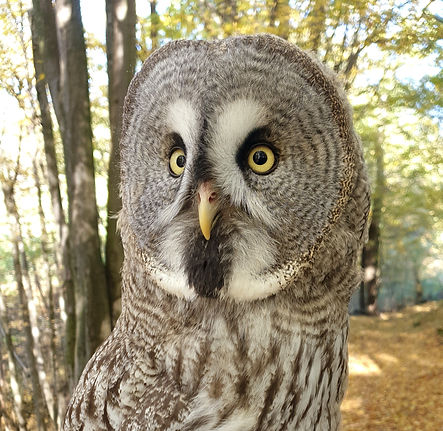 Shakira the Great Grey Owl in the forest_edited.jpg