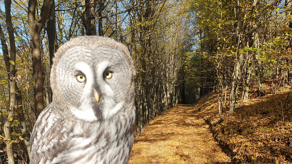 Eye-level view of a great grey owl perched on a branch