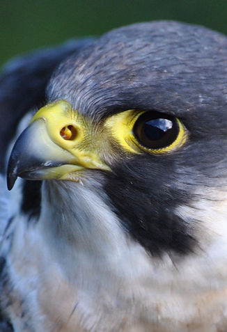 Malone the Peregrine Falcon (falco peregrinus)