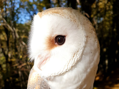 Glide the Barn Owl Close-up