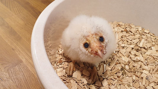 Baby glide the barn owl