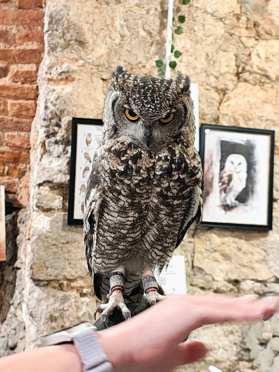 Mutombo the African Spotted Eagle Owl at the Owls Cave Experience Centre, Stolarska 11, Krakow, Poland a new popular tourist attraction in the centre of krakows old town, children and families and couples find it very interesting