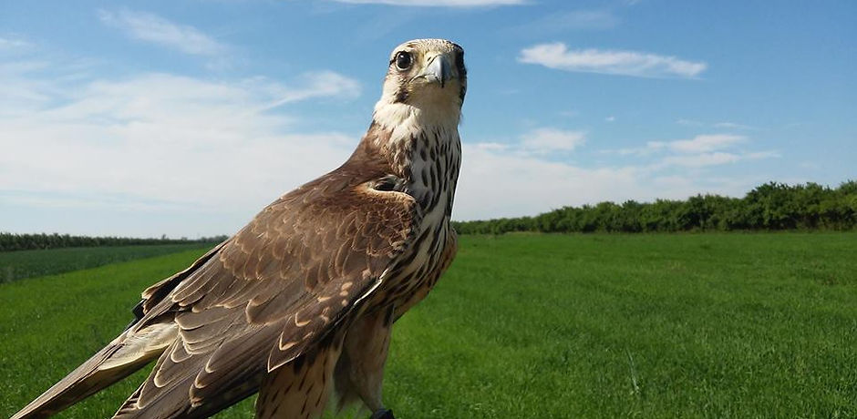 Saker in field