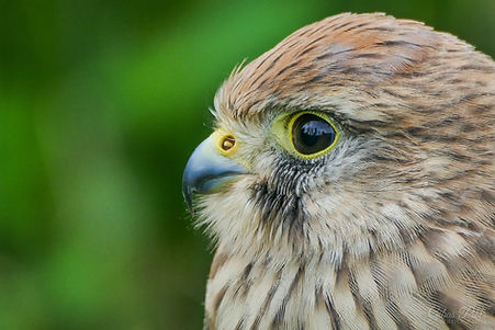 Kestrel flacon close-up of bird