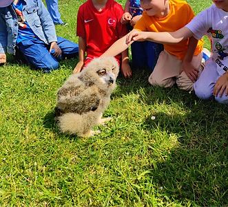 Baby Eagle Owl
