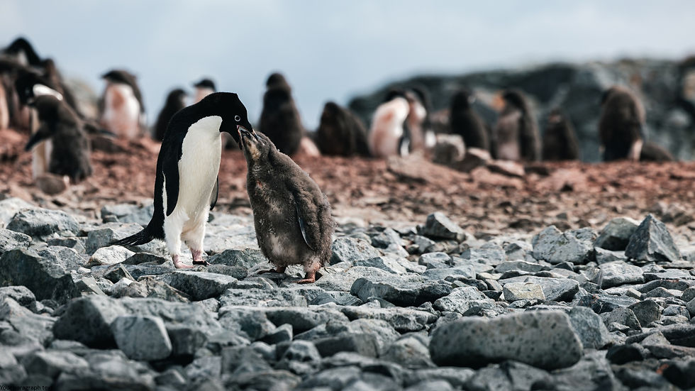 A penguin feeds their chick