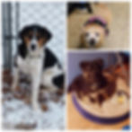 Past Animal Allies Fosters