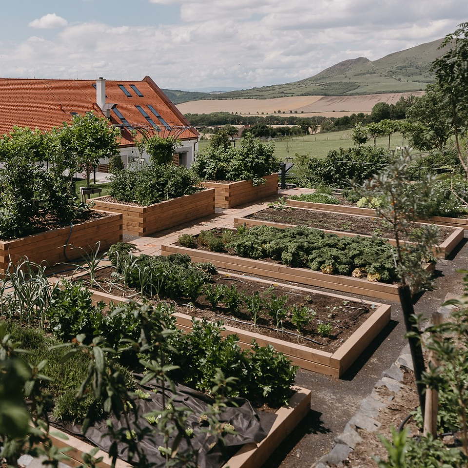 Raised wooden planters in Oblík Resort’s organic garden, lush with vegetables and herbs, framed by the resort’s farmhouse and rolling hills in the background.