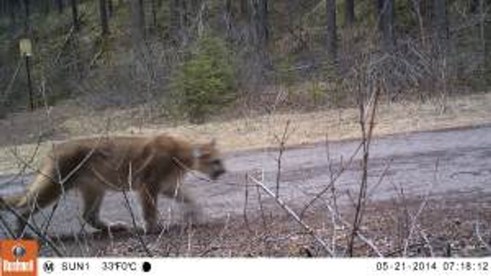 A cougar walking down a path in the early morning.