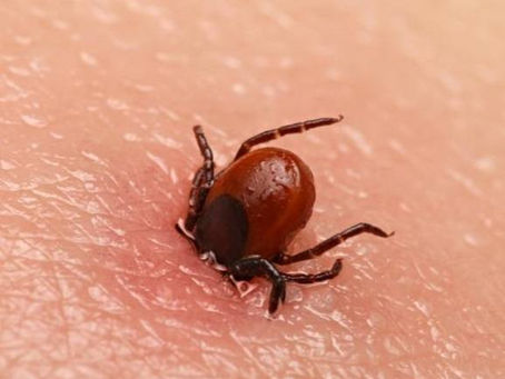 Kleszcze atakują w lutym, ale aktywne są już od miesiąca.