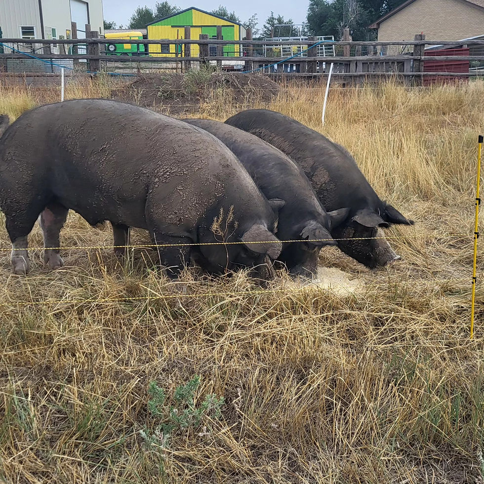 Berkshire pigs on pasture