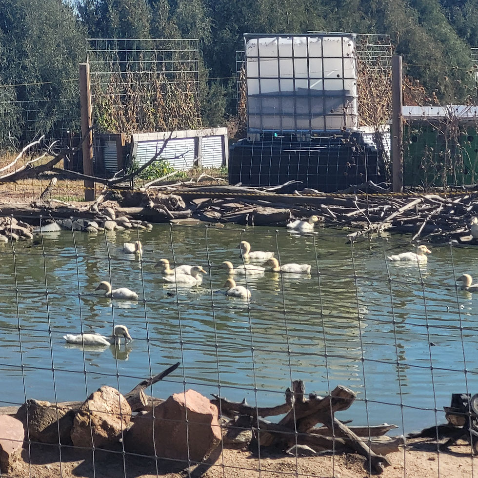 Pekin ducks on a pond