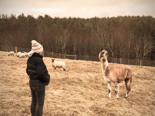 The In-Between Season