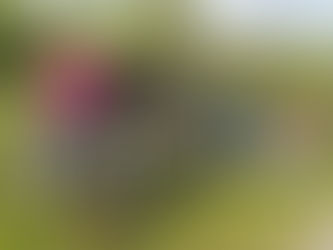 Balade ludique en forêt à trottinette (non électrique)