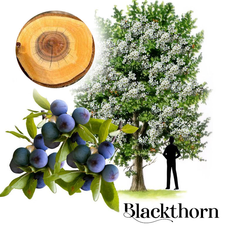 Blackthorn