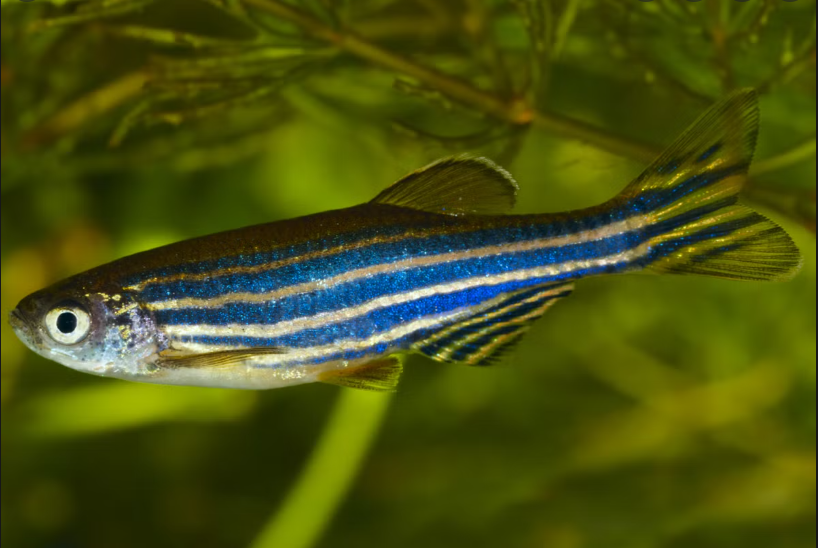 Why do fish look down when they swim? Mystery finally solved