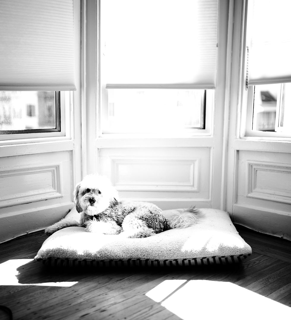 a black and white high contrast photo of a dog to illustrate color blindness